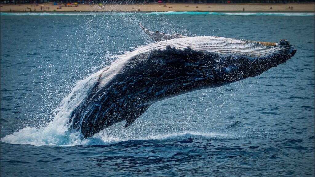 black and white whale tail on blue ocean water during daytime